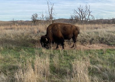 Buffalo